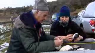 Dead puffins washed up on shore.