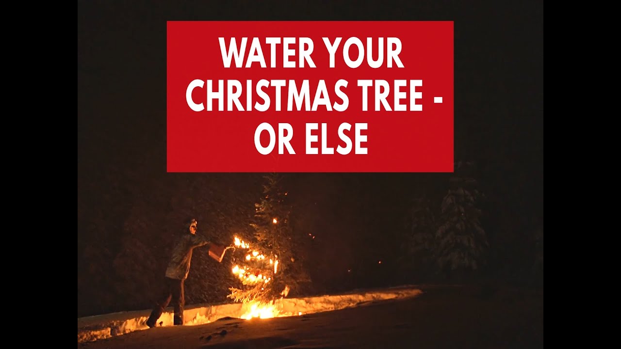 Water your Christmas tree - or else - YouTube