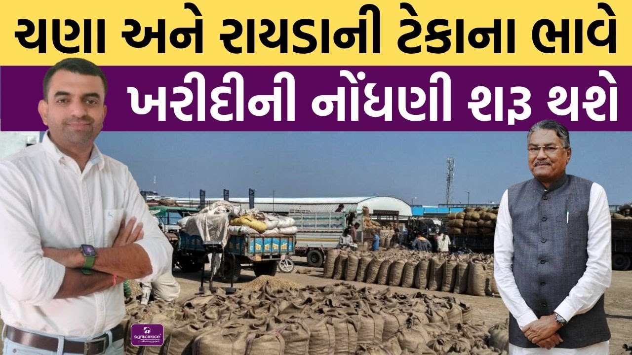 ચણા અને રાયડાની ટેકાના ભાવે ખરીદી શરૂ થશે | Agriscience | Chana | Raydo ...