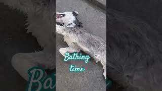 Tasha #bathing time in afternoon #cute #husky #vlog