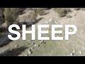 Flock of Swiss SHEEP [filmed with DJI Phantom 4 drone]