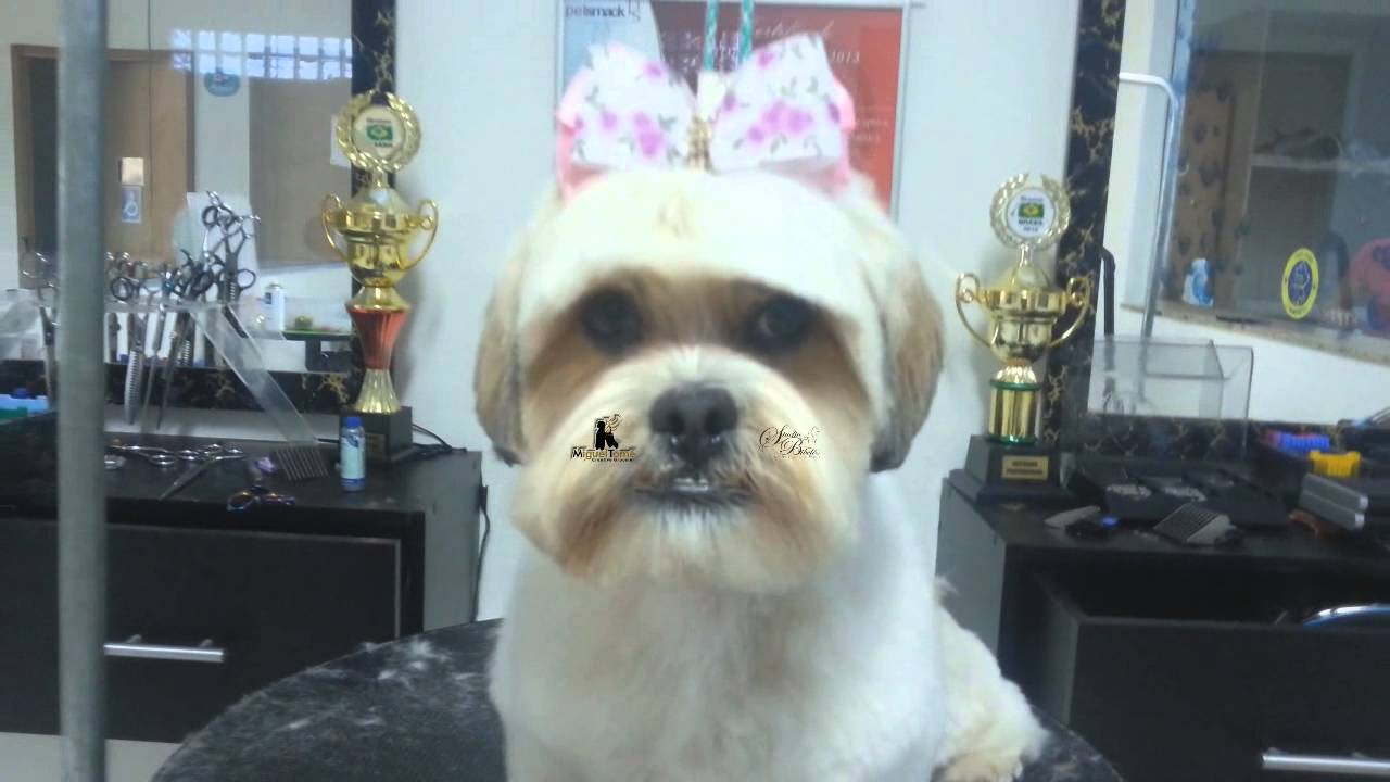 Miguel Tomé Episódio Grooming Face Lhasa Apso You Grooming Face Lhasa Apso