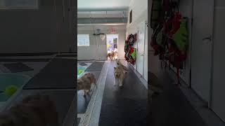 Funny dogs jumping into the water 🤣❤️😜 #fyp #viral #funnydogs #dogsoftiktok #usa