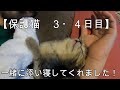 【保護猫 3・4日目】一緒に添い寝してくれました!ホントに野良猫だったの?