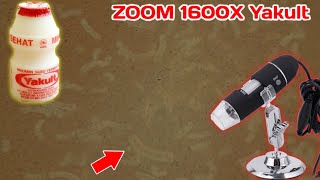 Wow banyak bakterinya !!! Zoom 1600X Yakult