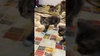 Download Lagu That’s so cute!! #catvideos #cat #cats #catsmeoww5 #pets #funny MP3 Download Lagu That’s so cute!! #catvideos #cat #cats #catsmeoww5 #pets #funny MP3