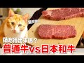 【好味小姐】普通牛肉vs頂級和牛！貓咪吃得出來嗎？｜貓副食｜好味貓廚房EP189