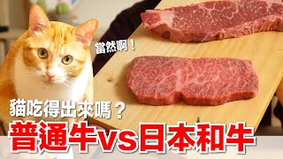 【好味小姐】普通牛肉vs頂級和牛貓咪吃得出來嗎貓副食好味貓廚房EP189