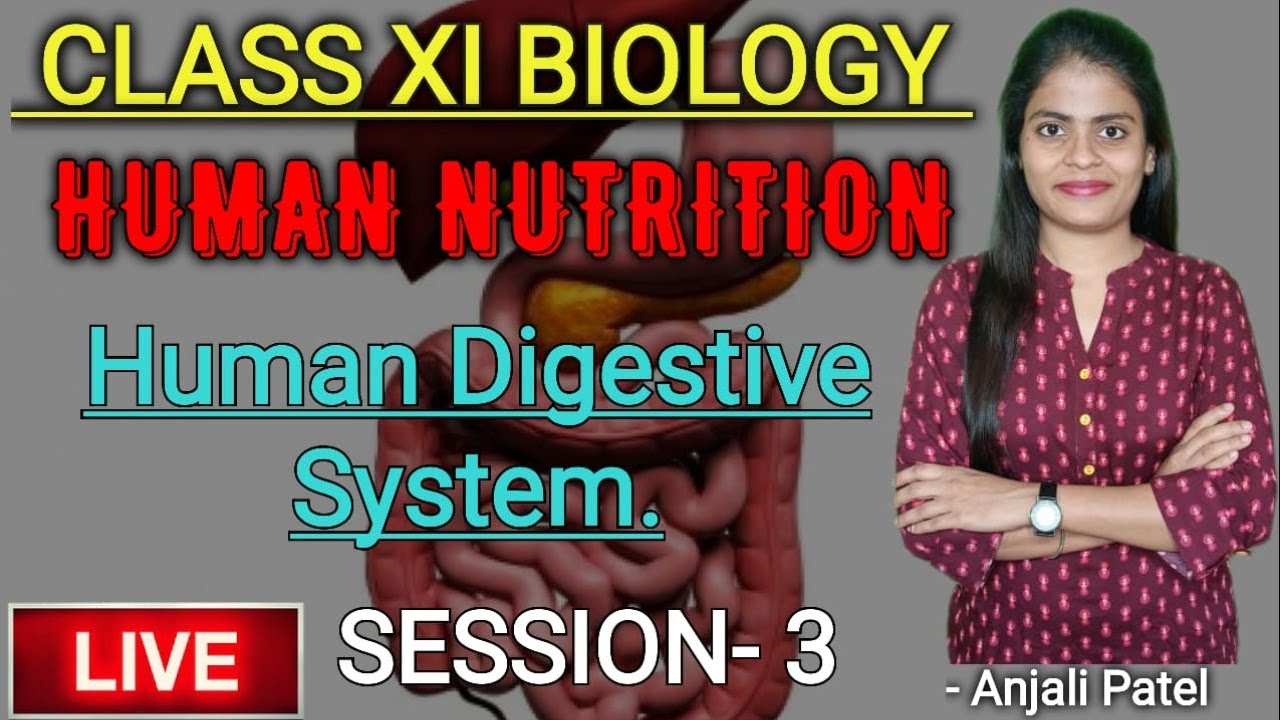 Class 11th Biology - Human nutrition - Human Digestive System - Session 3 - Anjali Patel