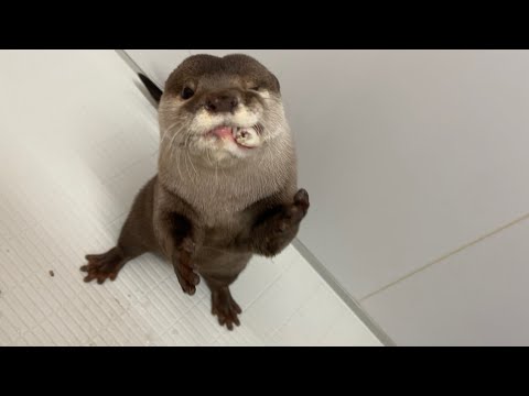 ??????? ?2????????????????? otter holding two fish and eating crazy