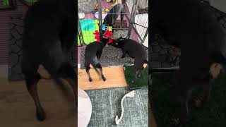 English Toy Terrier  Kennel Winsome Flames