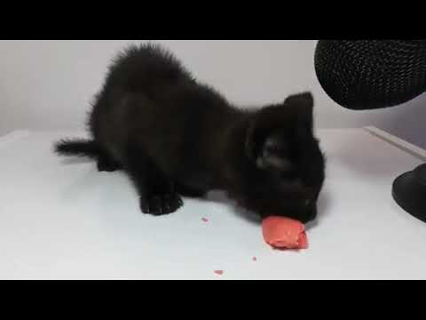 cats eating food but its sped up and in reverse