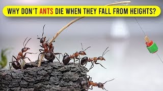 Why Don’t Ants Die When They Fall from Heights? 🤔