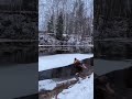 pushing the ice floe🧊льдина сдалась🤪#shorts