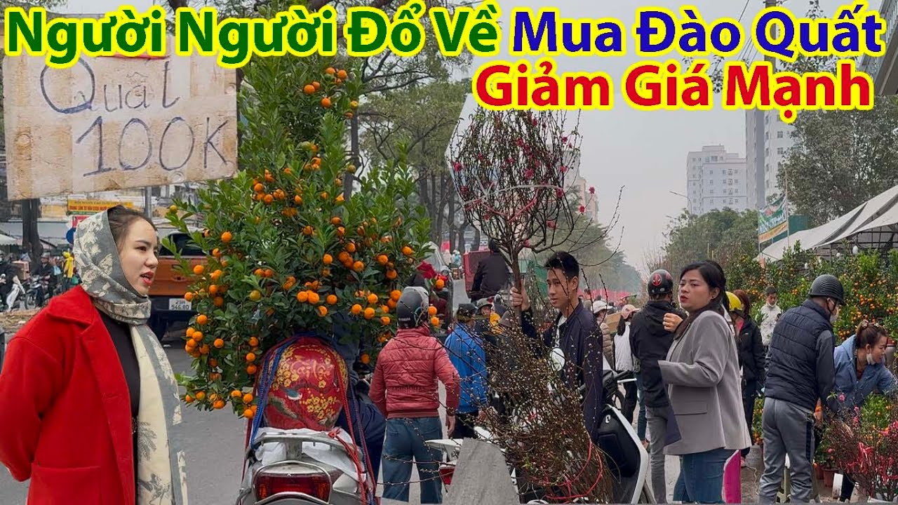 Đào Quất Mai Giảm Giá Sốc Người Hà Nội Ùn Ùn Kéo Về Mua Chợ Hoa Xuân Hoàng Mai