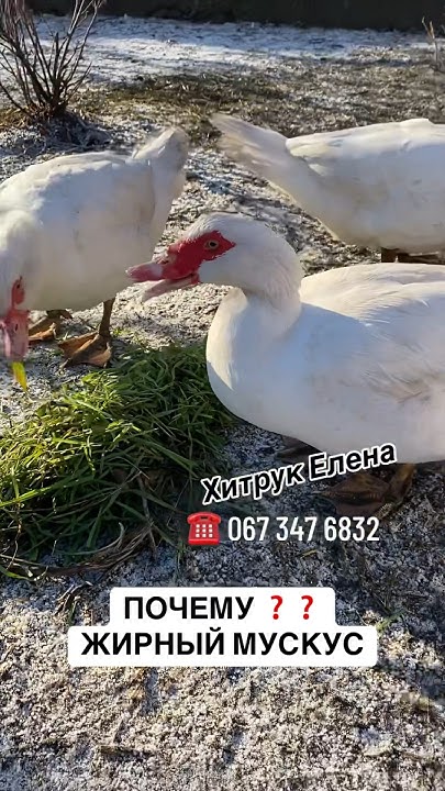 Мускусная Белая мясная утка плем хозяйство Хитрук Елена Украина - YouTube