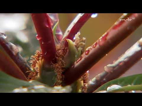 Die Spuckpalme: Zimmerpflanze für warme Wohnungen | MDR Garten