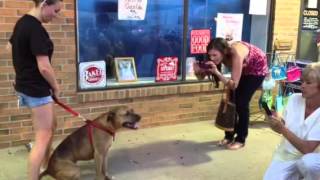 Saving dogs one at a time - for now