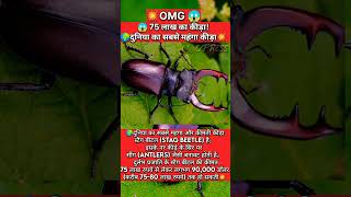 😱 दुनिया का सबसे महंगा कीड़ा! कीमत 75 लाख रुपये 😳 | Stag Beetle Facts #shorts #explore #viralfacts