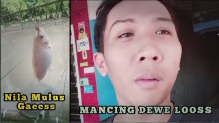 MANCING MANIA AMBYAR Episode 15 : Mancing Ikan Nila Di Kolam Harian Umpan Pelet dan Cacing