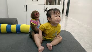 Smart Monkey Kobi skillfully comforted Ceri stopped crying successfully