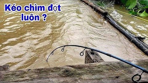 RA SÔNG CÂU TÔM KO NGỜ NGAY BẦY CÁ CÓC, KÉO CẦN ĐÃ TAY // FISHING IN THE RIVER
