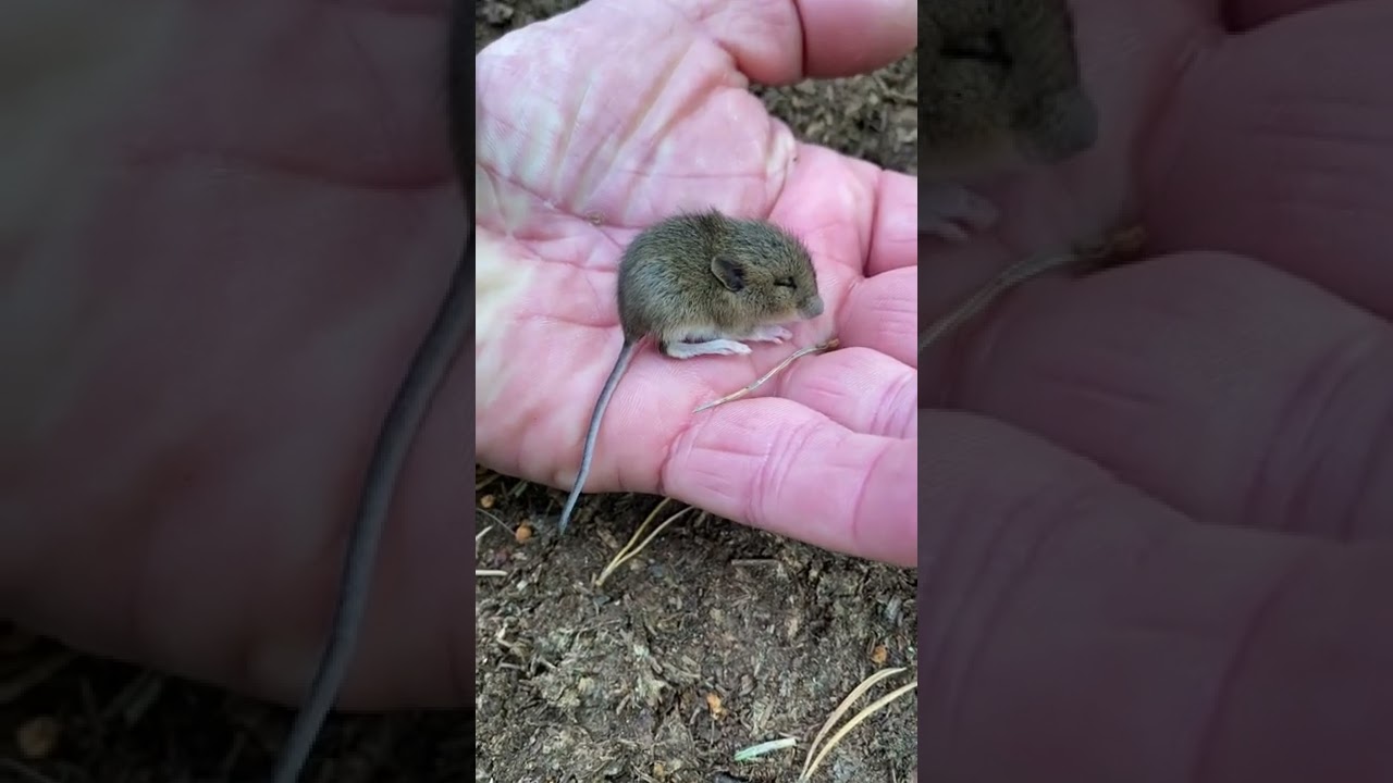Wee vole