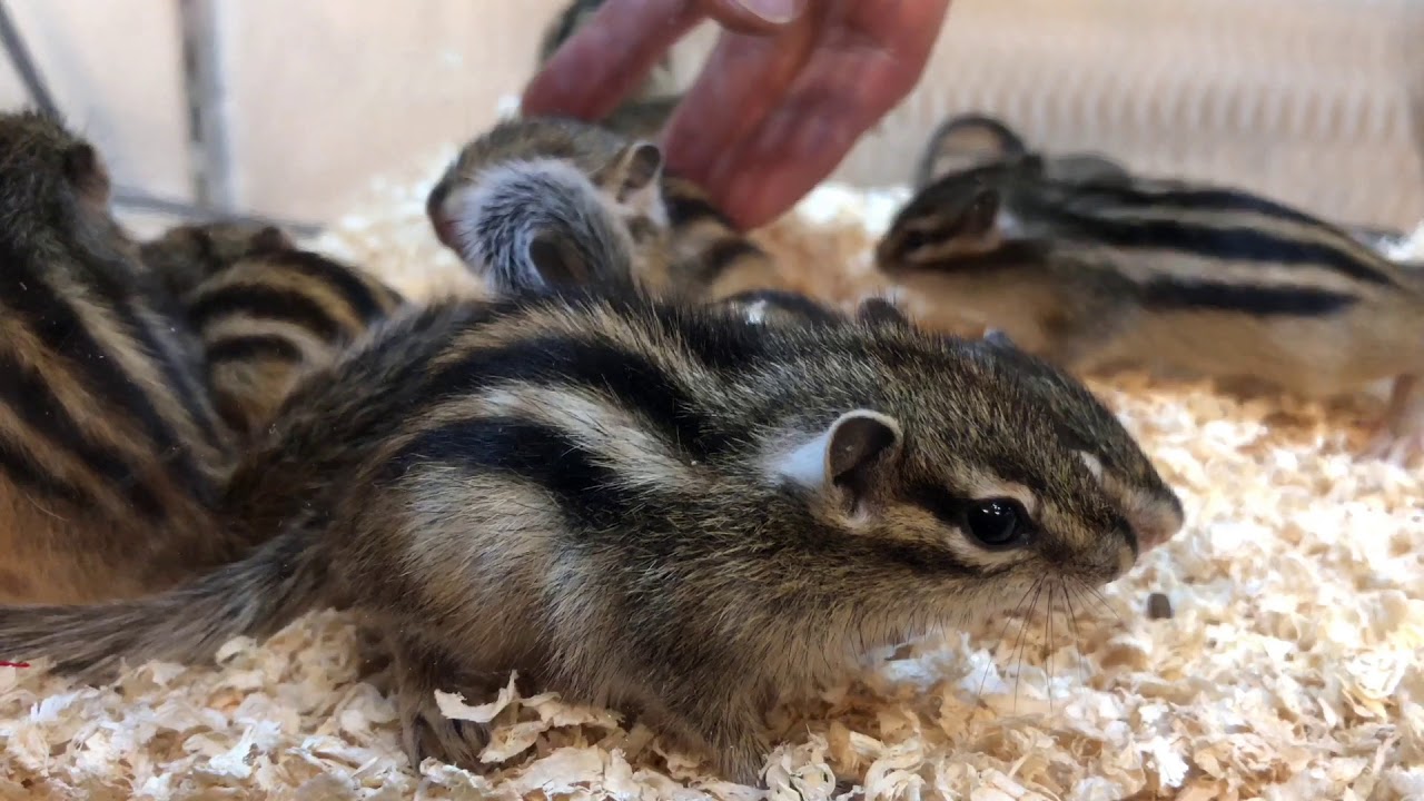 ++ 50 ++ シマリス 赤ちゃん 販売 140811シマリス 赤ちゃん 販売 福岡 2021