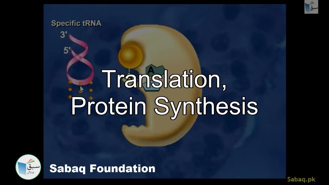 Advance Translation, Protein Synthesis, Biology Lecture | Sabaq.pk