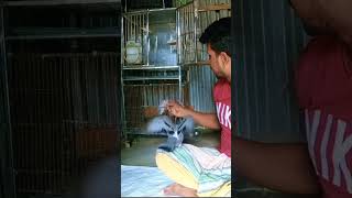 কোন জাতের কবুতর শিকারি হয় ভাল জেনে নিন #pigeon #hand taming pigeon #pigeon