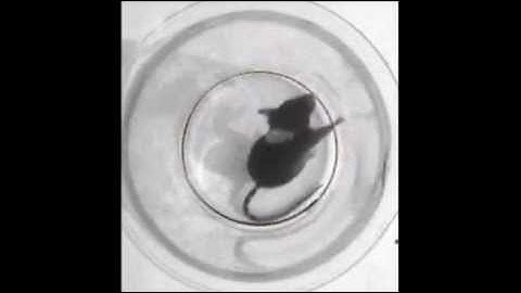 Cylinder asymmetry test mouse - hemiparkinsonism