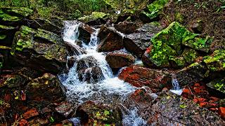 Deep Sleep Water Sounds 🌿  Relaxing Forest Stream Ambience for Sleeping All Night | No Music Wealth