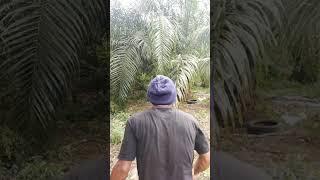 Ganasnya babi hutan jikebkena jerat