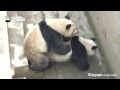 Capture de la vidéo Giant Pandas In China Set Record For Longest Recorded Sex Session