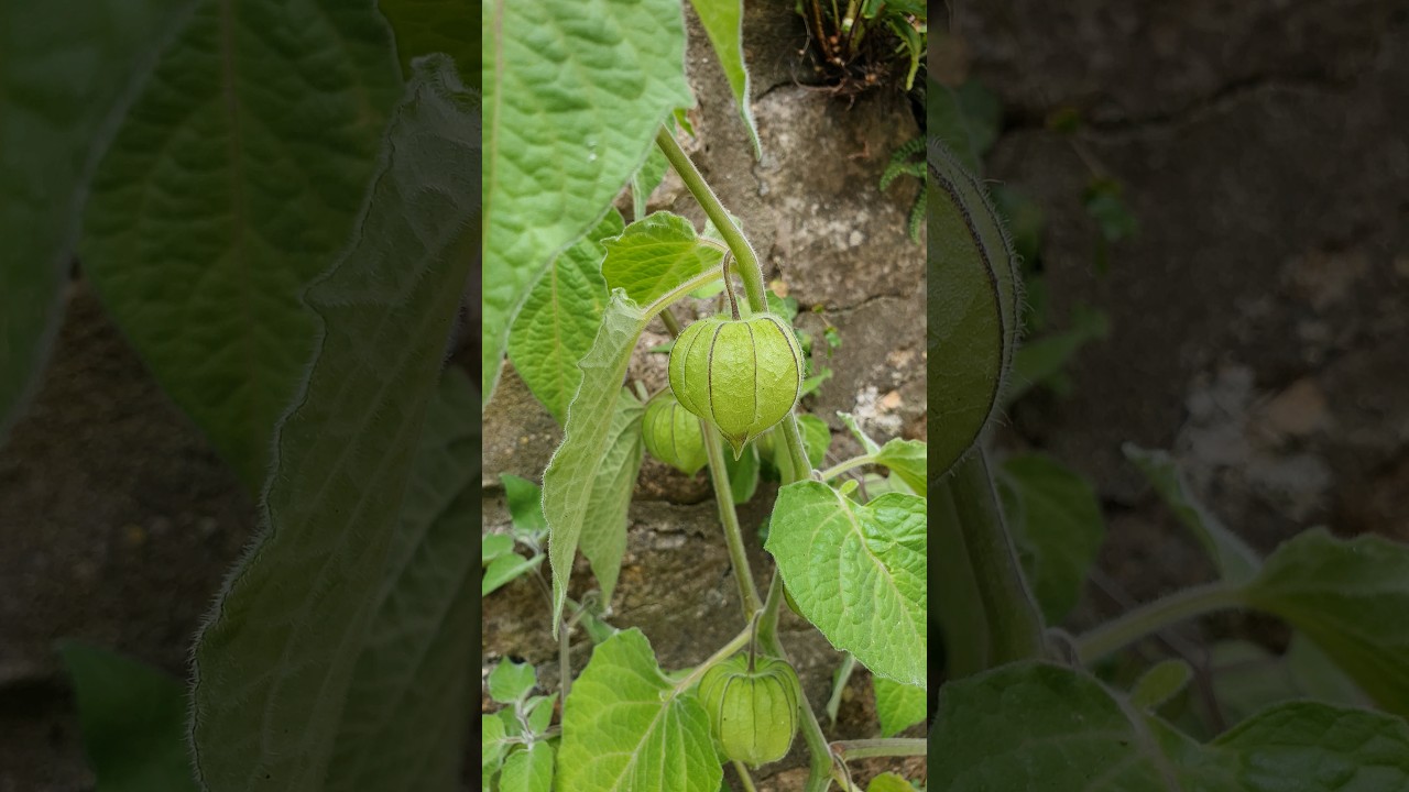The Beautiful Physalis Peruviana (Ground Cherries) sould be turning orange, ripe and sweet soon!