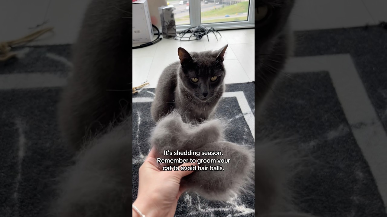 Shedding season is here. Groom your cat!