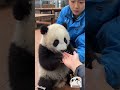 Cute Panda #panda #pandas #shorts #shortvideo #youtubeshorts #trending #viral #animals #aipanda #fyp