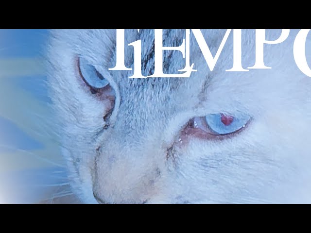 Watch ECHOES | bearr on YouTube Watch ECHOES | bearr on YouTube
