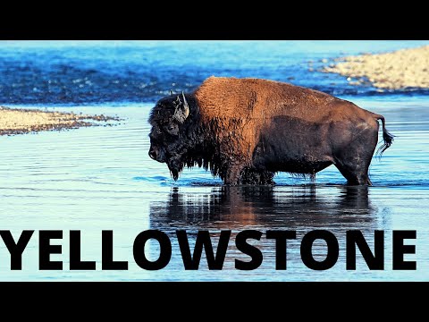 Northern Yellowstone: Where the Wild Things Roam [Lamar, Roosevelt, Beartooth, Mammoth &amp; More]
