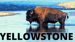 Northern Yellowstone: where the wild things roam [Lamar, Roosevelt, Beartooth, Mammoth & More]