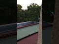 Monkeys on Hotel Roof! | Stole my Food! | #Shorts