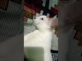 Lion or cat? #cat #kitten #cute #catlovers #kitty #shorts #foryou  #reels #meow