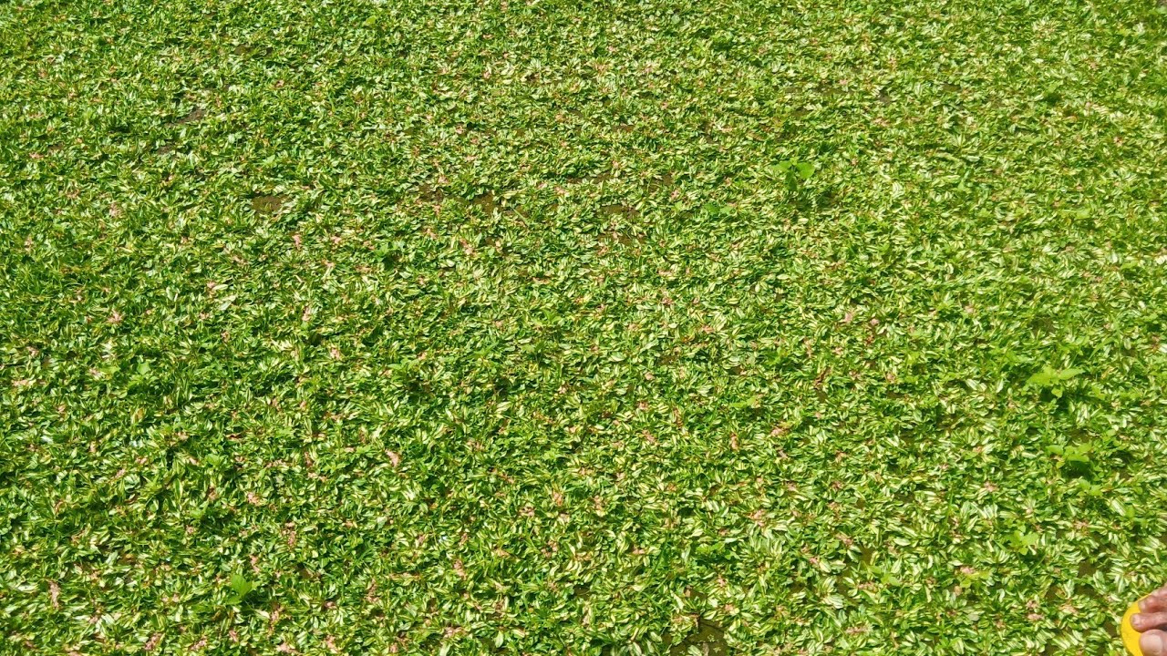 How to plant #FrogGrassVariegated /Paano magtanim ng frog grass - YouTube