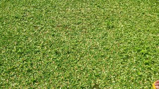 How to plant #FrogGrassVariegated /Paano magtanim ng frog grass