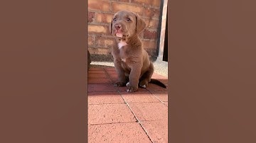 Thumbnail of puppy 🐶 | puppies crying 😢 | puppies lover 🐕 | puppies sound  #puppy #dog #dogshow #shorts #youtube