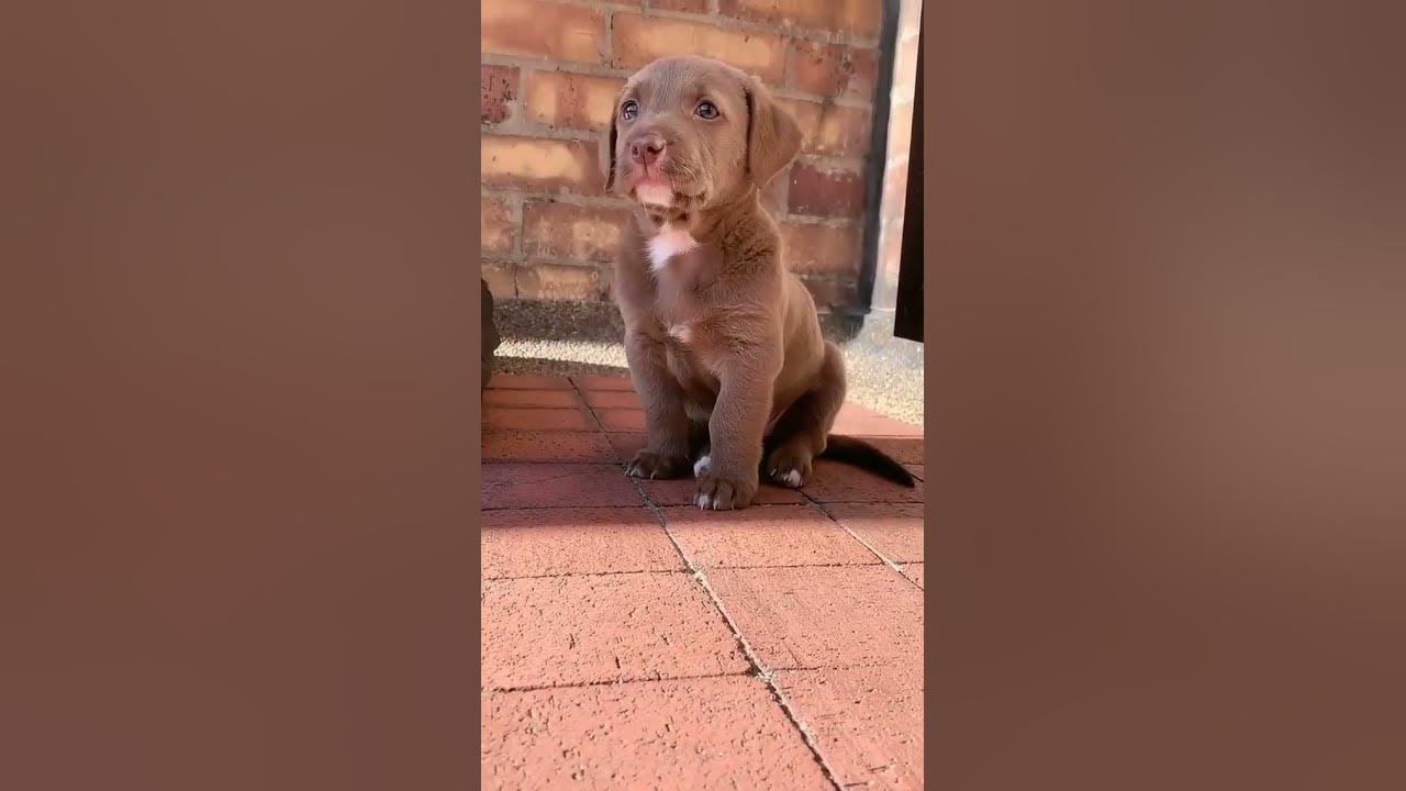 puppy 🐶 | puppies crying 😢 | puppies lover 🐕 | puppies sound  #puppy #dog #dogshow #shorts #youtube
