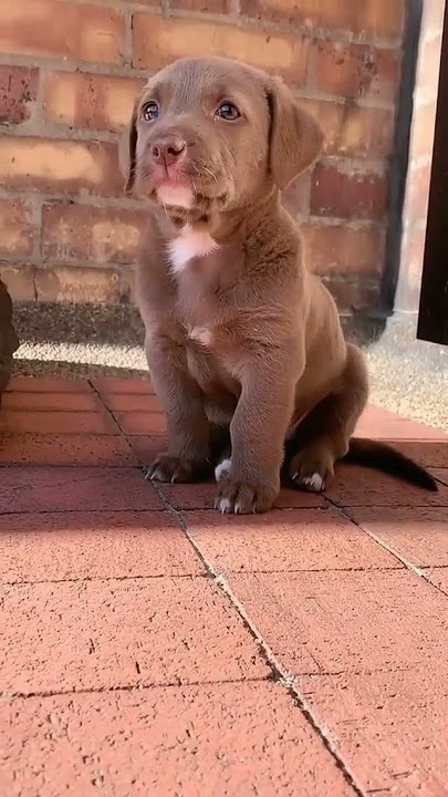 puppy 🐶 | puppies crying 😢 | puppies lover 🐕 | puppies sound  #puppy #dog #dogshow #shorts #youtube