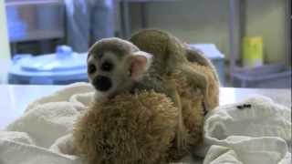 リスザルの赤ちゃん~Common Squirrel Monkey Baby