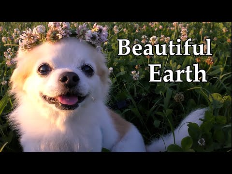 【Beautiful　Earth　美しい地球】ヒーリングミュージック・海・蓮の花・グランドキャニオン・鳥・チワワ・滝・富士山・Jewelry  iceなど綺麗な動画をまとめました。