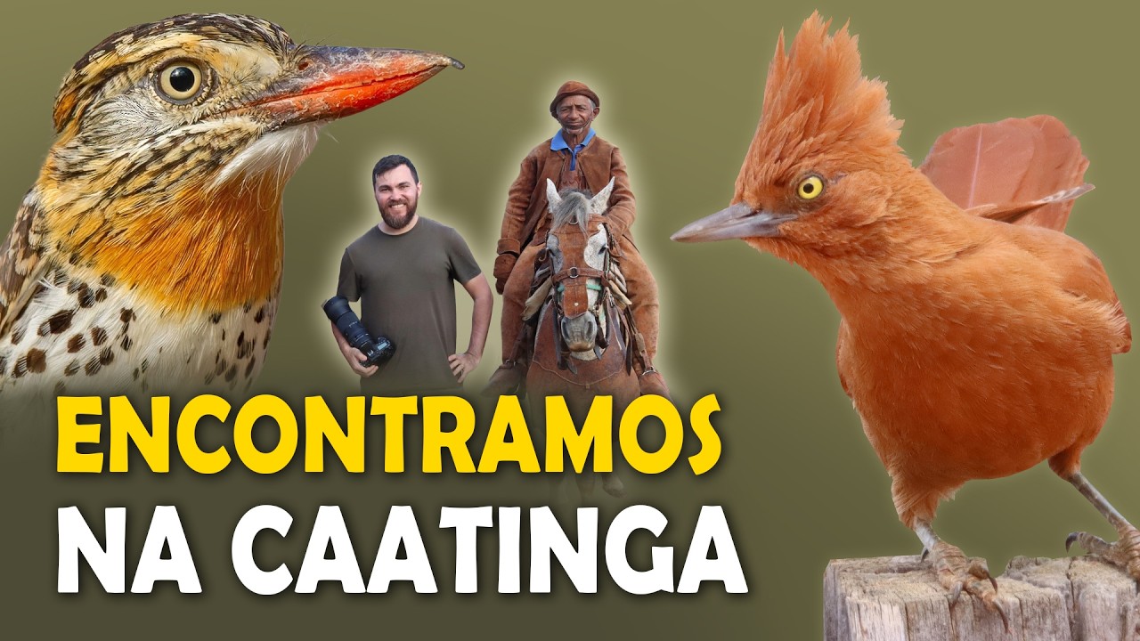 PASSARINHADA NA CAATINGA: Encontro com Aves marcantes e amigos Vaqueiros!